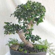 Image result for Ehretia obtusifolia