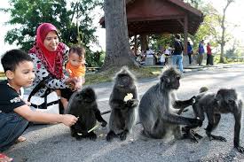 Tours to kuala selangor from kuala lumpur can last anywhere from four to eight hours, depending on the option you choose. Top Destinations Africa Activity Firefly Park Kuala