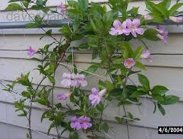 Image result for Bignonia callistegioides