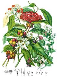 Image result for Rubiaceae