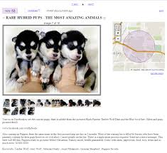 Explore 22 listings for wolf dogs puppies at best prices. Wolves Wolfdogs As Pets Saint Francis Wolf Sanctuary