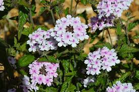 We have a wide variety of memorial and condolence plants arrangements they're perfect as memorial or remembrance gifts due to their versatility and hardiness. Verbena Margaret S Memory Horticulture Week