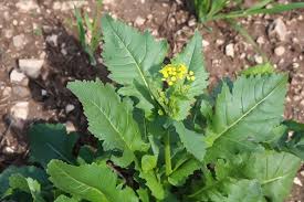 Image result for Diplocyclos tenuis