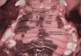 Alphabetize any list.and so much more! The Abcs Of Veterinary Dentistry S Is For Supernumerary Teeth