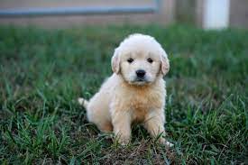 Look at pictures of golden retriever puppies who need a home. The True Price Of A Golden Retriever Puppy Full Breakdown Blog