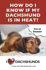 How Do I Know If My Female Dachshund Is In Heat I Love Dachshunds