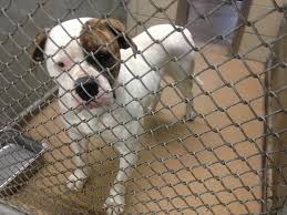 All of the dogs in foster live in homes and are available for adoption. Garland Tx Patches Id A186840 Unaltered Female White And Brown American Bulldog Garland Animal Shelter Tx 972 Animal Shelter Animals Matter I Love Dogs