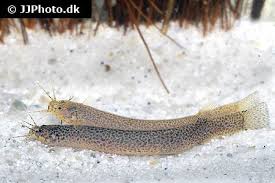 Image result for Vandellia subracemosa