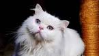 White Persian Kittens | White Persian Cats | Pure White ...