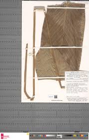 Image result for Halopegia