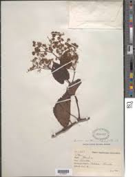 Image result for Cissus glaucophylla