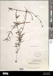 Image result for Spermacoce sp.