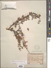 Image result for Gymnosporia pubescens