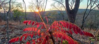 Image result for Dalbergia nitidula