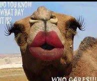 Either because he's oblivious to the pop culture references of midgard or because wednesdays are named after his father. Hump Day Camel Pictures Photos Images And Pics For Facebook Tumblr Pinterest And Twitter