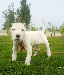 About puppy pure breed bully kutta pups available for sale best guard dog breed loyal towards family members nd kids pups r healthy nd devormed breeders contact details. Bully Kutta Dog Info Temperament Training Puppies Pictures