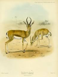 Pin On Antelopes Of All Lands Living And Extinct By Philip Sclater