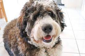 What is the size of standard bernedoodles? Bernedoodle Appearance Size Personality Shedding Exercise Color