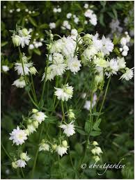 Oltre alle immagini ed ai nomi, ho indicato per ognuno di loro anche il significato nel linguaggio dei fiori: Aboutgarden Giardini Bianchi Giardino Di Fiori Aquilegia