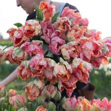 881 მოწონება · 1 ადამიანი საუბრობს ამის შესახებ · 68 იყო აქ. Floret S Favorite Things Floret Flowers