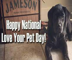 This page summarizes the many dog holidays and cat holidays. National Love Your Pet Day 2021 Wishes Quotes Sms Whatsapp Facebook And Instagram Status To Share With Pet Lovers