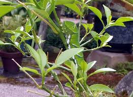 一度葉を全部食べられたゆず木に葉が茂り始めましたらまた青虫です 古澤酒造株式会社