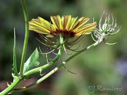 Image result for Tolpis