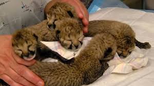 A baby cheetah is called a cub when they are born, they are helpless and blind. Adorable Video Shows Cheetah Cubs Being Cared For At Cincinnati Zoo After Rare C Section Abc News