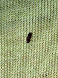 Bei insektenstichen benutzt das insekt seinen stachel als abwehrmechanismus, um sich oder sein volk zu schützen. Was Sind Das Fur Insekten Im Bett