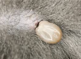 Lyme Disease In Cats Petmd
