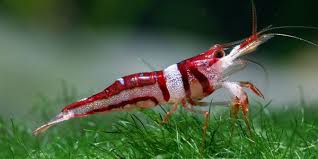 Most Hardy Freshwater Aquarium Shrimp The Aquarium Guide