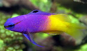 We did not find results for: Royal Gramma Fish Half Purple Half Yellow Marine Fish Saltwater Fish Tanks Tropical Fish Tanks