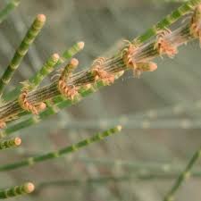 Image result for Casuarina verticillata