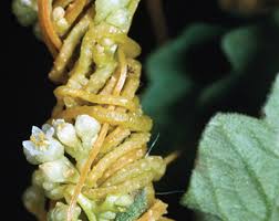 Image result for Cuscuta hyalina