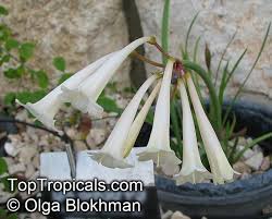 Image result for Cyrtanthus mackenii