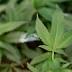 Dozens of citations doled out since decriminalization of pot in Tampa