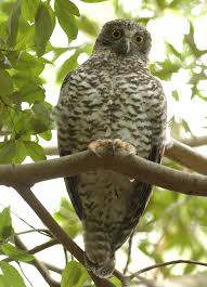 The larger owls, such as the european or eurasian owl can target prey that are relatively large, including cats. Powerful Owl Birds In Backyards