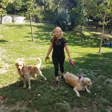 Eglenceli Maceralar Bolumunde Bugun Bal Ve Joey Var Bal Ve Joey Istanbul Macka Daki Host Lari Sinem Den Kopek Gezdirme Hizmeti Almis Kopek Macera Hayvanlar