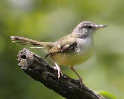 Bird On A Wire Movie Review Bar Winged Prinia Prinia Familiari By Lip Kee Bird Wings Birds