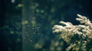 These Animated Cinemagraphs Are Like Living Photos Nature Gif Cinemagraph Nature Inspiration