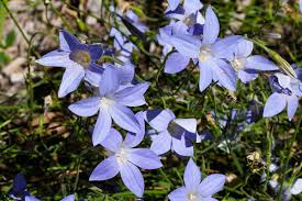 Image result for Wahlenbergia capitata