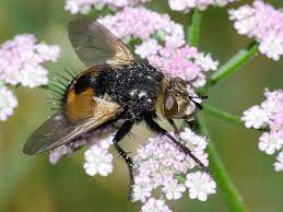 Nowickia ferox is a species of fly in the family tachinidae first described by georg wolfgang franz panzer in 1809. Nowickia Ferox Arthropodafotos De