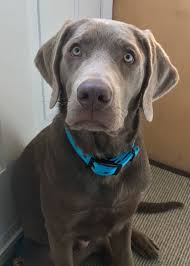 Families also come for our lab puppies from northern california, central california, las vegas nevada, arizona, colorado and oregon. Silver Lab Puppies Oregon The Y Guide