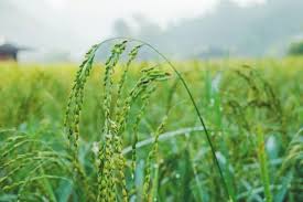 Image result for Tessmannia