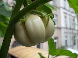 Epingle Par Tahirhan Yildiz Sur Vegetable Plants Legume Exotique Fruits Et Legumes Jardin Potager