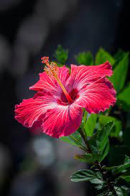 White hibiscus is beatiful flower. 500 Hibiscus Pictures Hd Download Free Images On Unsplash