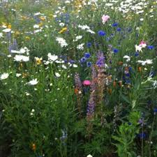 Maybe you would like to learn more about one of these? Pacific Northwest Urban Meadowscaping West Multnomah Soil Water Conservation District