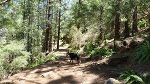 Die üppige vegetation des esperanza walds bietet hierzu mit schattigen pfaden einen beeindruckenden kontrast. Wanderung Esperanzawald Wandern Mit Der Wanderjule Teneriffa