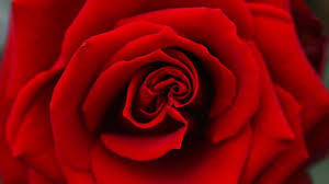 Maybe you would like to learn more about one of these? Coronavirus Florists Deliver Cheer To Pennsylvania Seniors With 300 Vases Of Roses Kiro 7 News Seattle