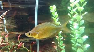 So here is a thread to explain what you. Rainbowfish Fin Rot Aquarium Advice Aquarium Forum Community